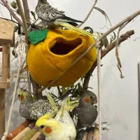 جوجه عروس هلندی|پرنده|دهلران, |دیوار