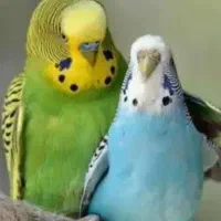 مرغ عشق وفنچ