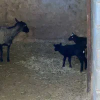 فروش بره رومانف چند قلو زا