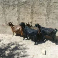4راس بز