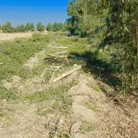 خریدار چوب،درخت|خدمات باغبانی و درختکاری|دزفول, |دیوار