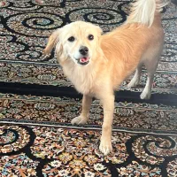 سگ ماده|سگ|شهرکرد, |دیوار