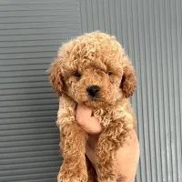 فرفری پودل اورجینال۱۰۰ درصد