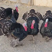 بوقلمون|حیوانات مزرعه|نهاوند, |دیوار