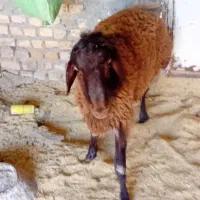 بره نر|حیوانات مزرعه|مشهد, مهدی آباد|دیوار