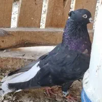 کبوتر دم سفید،طوقی،کله،مسافتی،ساده|پرنده|مشهد, هفده شهریور|دیوار