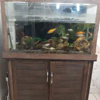 فروش آکواریوم با تمام ماهی ها ولوازم|ماهی|ری, سیزده آبان|دیوار