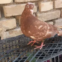 کبوتر سخریج