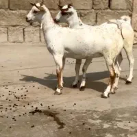 داشتی|حیوانات مزرعه|سقز, |دیوار