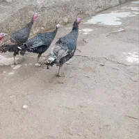 بوقلمون محلی سیاه