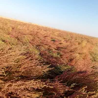 جارو محلی. شهرداری|لوازم نظافت|سبزوار, قصبه شرقی|دیوار