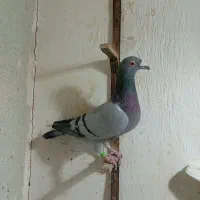 سار هفترنگ قره پولکی سبز|پرنده|مشهد, شهید قربانی|دیوار