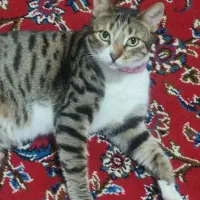 گربه گمشده من