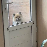 پامرانین نر رایگان نیست