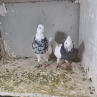 کبوتر طوقی رنگی