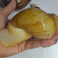 حلزون مولد|خزنده|تهران, خواجه نظام الملک|دیوار