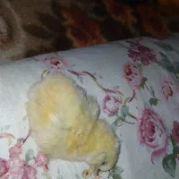 غذای برای سگ آشغال گوشت مرغ گوشتی