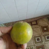 نارنج تازه چیده از درخت