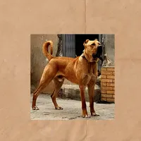 الابای|سگ|کرمان, |دیوار