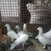 شانزده تا کفتر سار و سور قلدور همگی نر جفت 900000