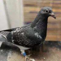 کبوتر پلاکی گم کردم