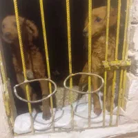 وارداتی ازاسپانیا