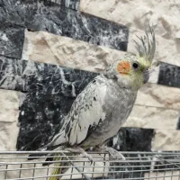 فروش عروس هلندی نر بالغ