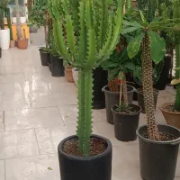 انواع افوربیا