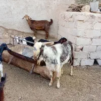 فروش دوبر بذرس سرحال