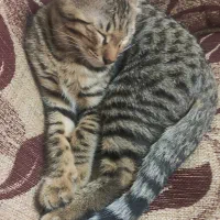واگذاری رایگان گربه نر ۵ ماهه