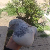 کبوتر گرگی نر