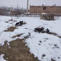 خروس|حیوانات مزرعه|سیلوانه, |دیوار