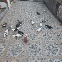 کبوتر طوقی ماده + فروش تعدادی کبوتر بصورت جمله ای|پرنده|بوشهر, |دیوار
