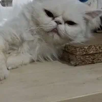 گربه گوگولی