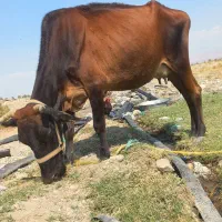 گاو و گوساله