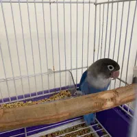 کوتوله ماده خوشگل