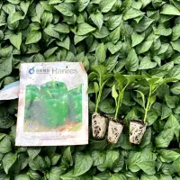 نشا گوجه بادمجان فلفل دلمه و تند و...|خدمات باغبانی و درختکاری|بندرعباس, |دیوار