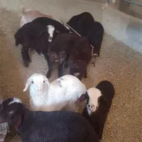 فروش تعدادی گوسفند نژاد دار