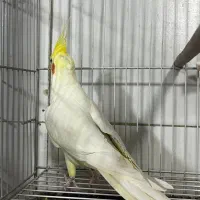 عروس هلندی لوتینو خوشرنگ و صحبتی کاشمر