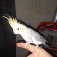 عروس هلندی نر