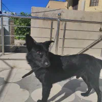 بلک ژرمن ورک|سگ|شیراز, چوگیاه‎|دیوار