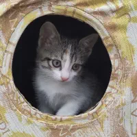 گربه گمشده