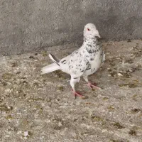 کبوتر ماده کوهی