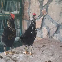 نیمچه خروس گلین ونیمچه گلپایگانی