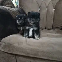 شیواوا و پامرین بلک انتن