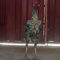 خروس لاری درجه ۱.  ۷ماهه