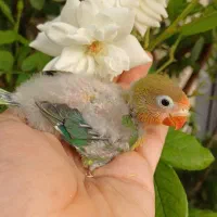 طوطی برزیلی سرلاکی  و فنچ