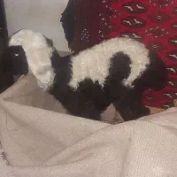 بره شیری ماده یک روزه میش زاییده بره نر