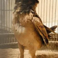 قناری سهره قناری