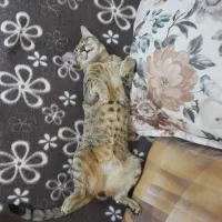 گربه مادهdsh|گربه|رودهن, |دیوار